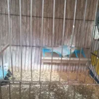 فنچ و مرغ عشق|پرنده|جوانرود, |دیوار