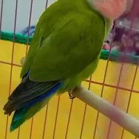 جفت طوطی برزیلی نر و ماده مولد|پرنده|اندیمشک, |دیوار