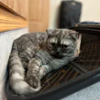 اسکاتیش فولد دختر، آماده جفت‌گیری|گربه|اصفهان, سپاهان‌شهر|دیوار