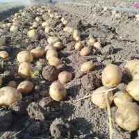 سیب زمینی رانومی