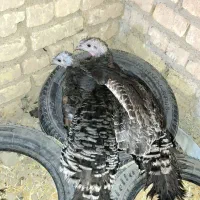 فروش بوقلمون بالغ جوان برنز تازه تخم ،بالای ۸۵درصد|حیوانات مزرعه|رودشت (اصفهان), |دیوار