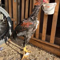 لاری نصل دار