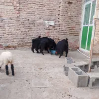 گوشتی|حیوانات مزرعه|خاش, |دیوار