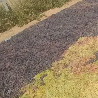 کشمش مویز بیدانه|خوردنی و آشامیدنی|تاکستان, |دیوار