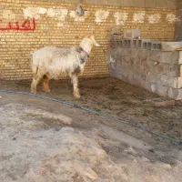 یه جنس عتیقه وناب میش داشت