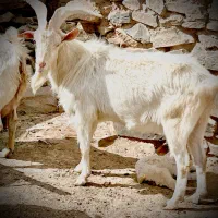 حیوانات مزرعه