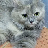 گربه پرشین نر وماده