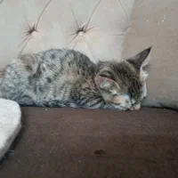 گربه ماده شیطون وبانمک