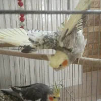 عروس هلندی|پرنده|قم, حاج زینل|دیوار