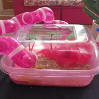 همستر مینیاتوری