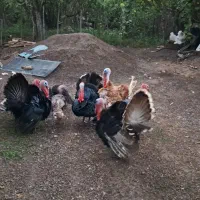 بوقلمون|حیوانات مزرعه|سنگر, |دیوار