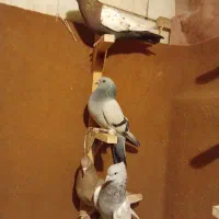 چندتا کفتر فروشئ