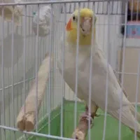 عروس هلندی سخنگو|پرنده|تهران, شهرک فردوس (حسینی)|دیوار