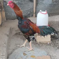 معاوضه فقط باسگ نگهبان