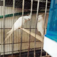 جفت عروس هلندی البینو