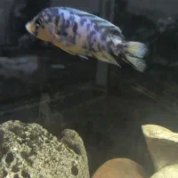 ماهی سیچیلاید|ماهی|ملایر, |دیوار