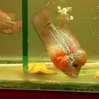 ماهی فلاور نر و ماده