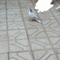 مایل به معاوضه نیستم