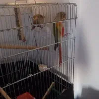 گرینچیک جفت آماده|پرنده|پاکدشت, پارچین|دیوار