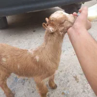 دو عدد کهره شیری ماده قیمت ۴۸۰۰ مقوع