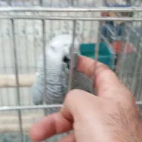 کاسکو مرغ عشق  و عروس  کوتوله مولد  قناری  مینا|پرنده|اصفهان, کوجان|دیوار