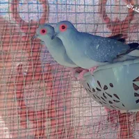 شاتو چینی الماسی