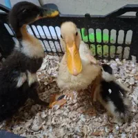 ۳تا جوجه اردک زیبا