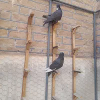 کفترپلنگ.ریش|پرنده|بیرجند, |دیوار