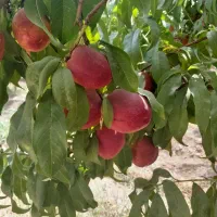 اجاره باغ شلیل مغانی زعفرانی