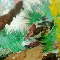 ۵عدد اسکار ۳بند دونه ۵۰ تومن فوری فوری فوری