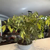 گلدان بنسای  ابلق|گل و گیاه طبیعی|تهران, قیطریه|دیوار