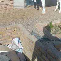 بزهای وارداتی پاکستانی اصیل چند قلو زا|حیوانات مزرعه|پائین جام, |دیوار