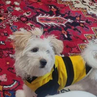 شیتزو شناسنامه دار