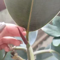 گل فیکوس|گل و گیاه طبیعی|سبزوار, امام خمینی (ناوی)|دیوار