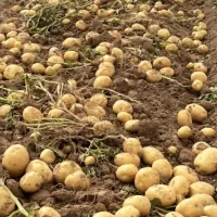 سیب زمینی جیلی ۴۰۱