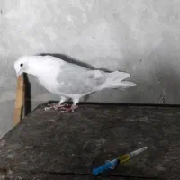 کبوتر|پرنده|سمنان, |دیوار