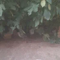 جوجه مرغ