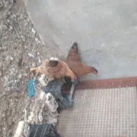 مرغ|حیوانات مزرعه|سوسنگرد, |دیوار