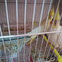 جفت عروس با تخم و جوجه (ارسال به مشهد هم دارم)|پرنده|گلبهار, شهر جدید گلبهار|دیوار