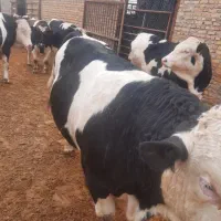 خریدو فروش گوساله و بره چاق