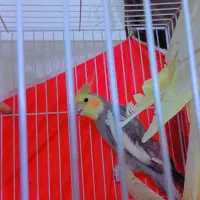 یک جفت عروس