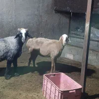 قوچ و میش|حیوانات مزرعه|چغادک, |دیوار