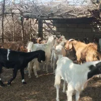 معاوضه با گاو|حیوانات مزرعه|چاه مرید, |دیوار