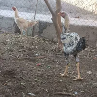 جوجه خروس لاری 5 ماه و نیم