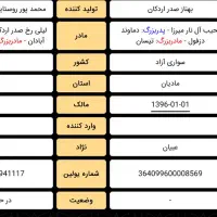 اسب مادیان بهناز صدر اردکان