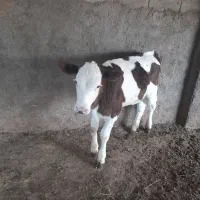 گوساله  سمیتال  ماده