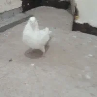 کفتر سفید نوک وچشم زرد