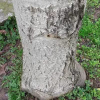 درخت گردو|خدمات باغبانی و درختکاری|لولمان, |دیوار