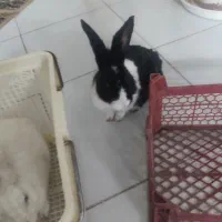 فروش خرگوش خانگی|موش و خرگوش|یزد, |دیوار