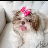 هلندی فرانسوی ایتالیایی فقط تماس|سگ|صدرا-فارس, فاز ۱|دیوار